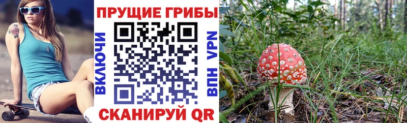 сайты даркнета Telegram Кириллов Галлюциногенные грибы ЛСД